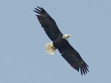 Eagle soaring above while we sail on Cape Breton's Bras d'Or Lake in Nova Scotia.